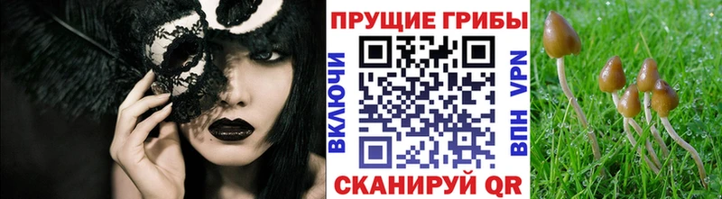 Галлюциногенные грибы Cubensis  купить  цена  Пестово 